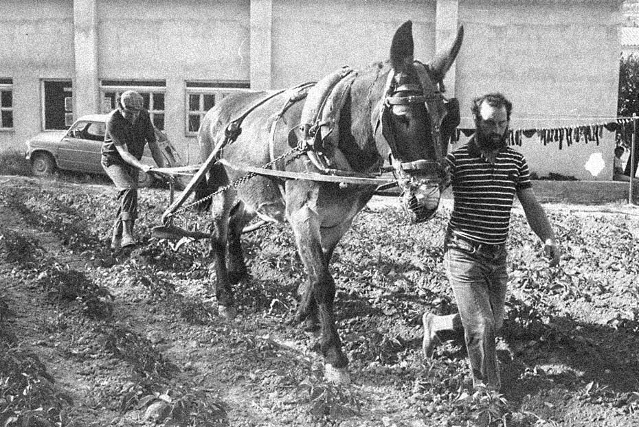 Thirty Years On From The Release Of L Olivera S First Wine Blanc De Sere And The Adventure Of Making Wine At Vallbona De Les Monges L Olivera